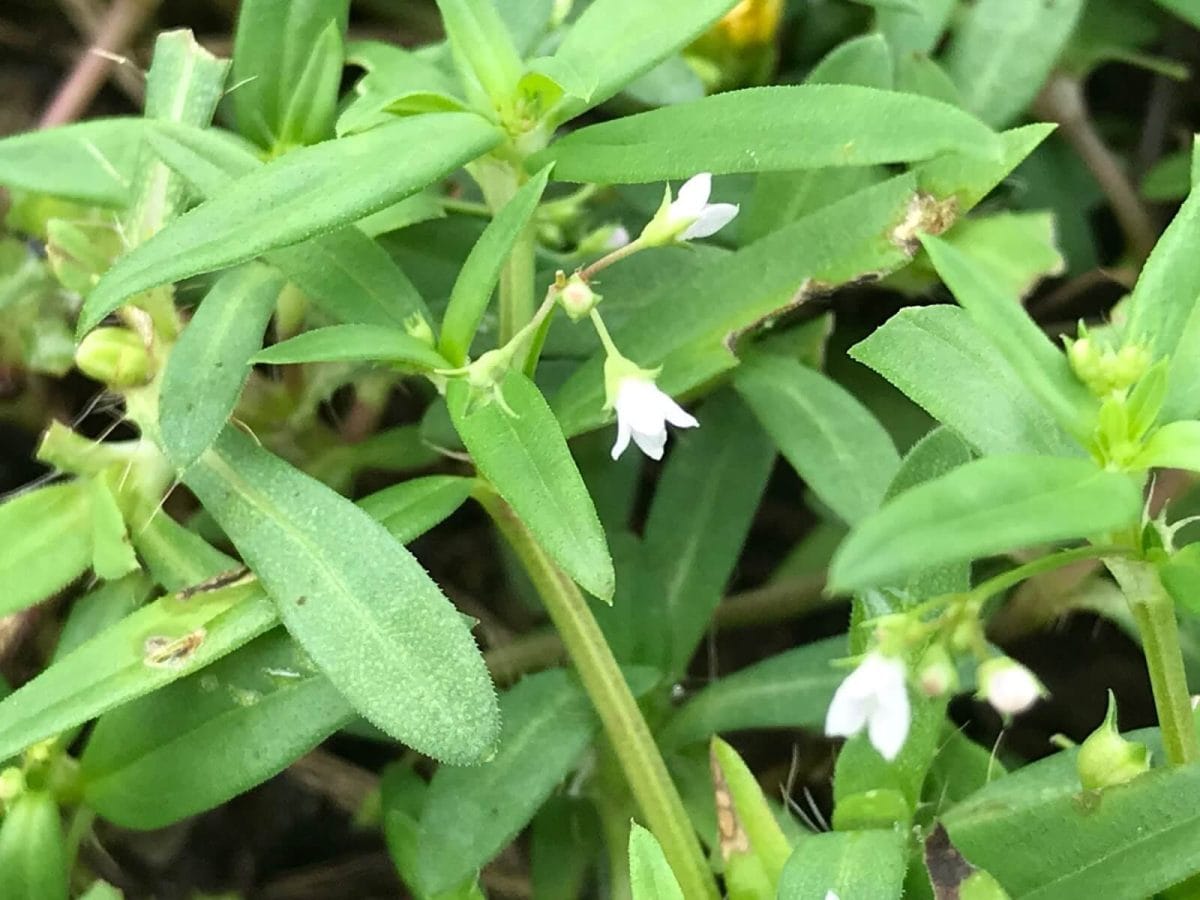 白花蛇舌草